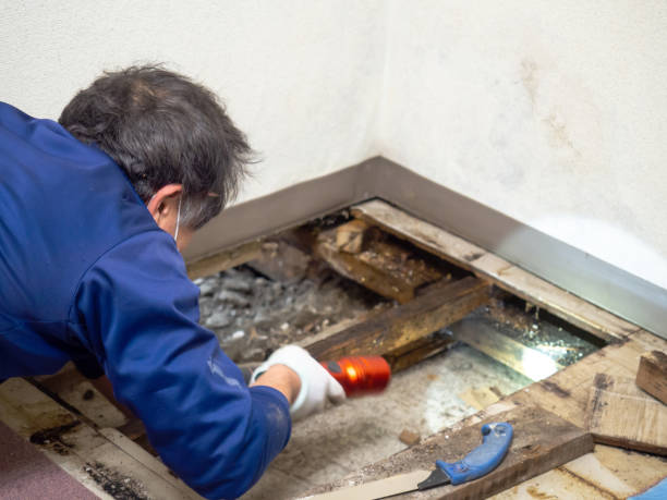 Trusted Fairbank, IA Mold Removal Experts