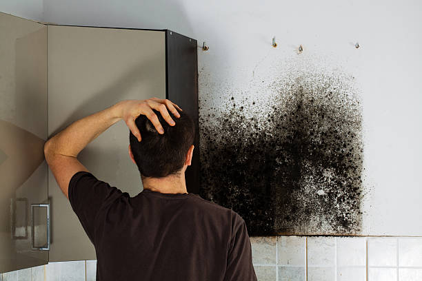 Best Mold Testing  in Fairbank, IA